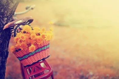vintage bicycle with flowers on summer landscape background (toned picture)